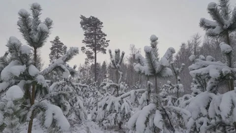 Spruce trees in winter. Stock Footage 147398796