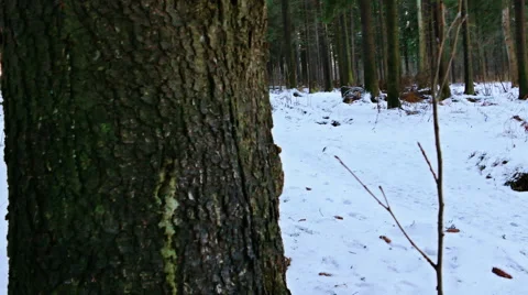 Spruce Trees in Winter Forest, Shot with Slider Stock Footage 50232078