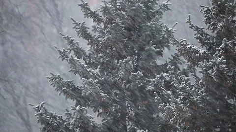 Spruce trees in winter in a heavy snowstorm Stock Footage 58501764
