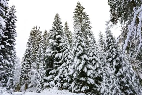 Spruce trees in winter Stock Photos