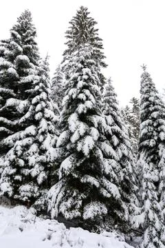 Spruce trees in winter Stock Photos