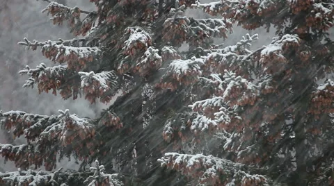 Spruce trees in winter in a snowstorm Stock Footage 55631198