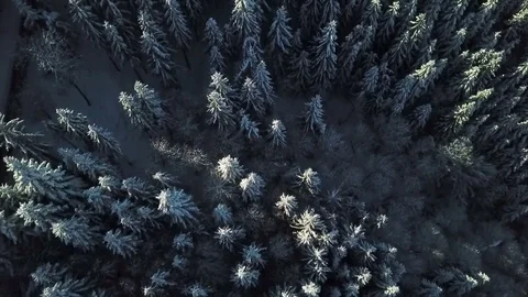 Spruce trees in winter time Stock Footage 86417947