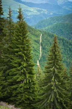 Spruce trees, wit forest and exploitation road Stock Photos