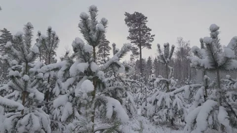 Spruce trees in the wood. Stock Footage 147398801