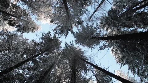 Spruce treetops covered with snow in winter forest Stock Footage 100985847