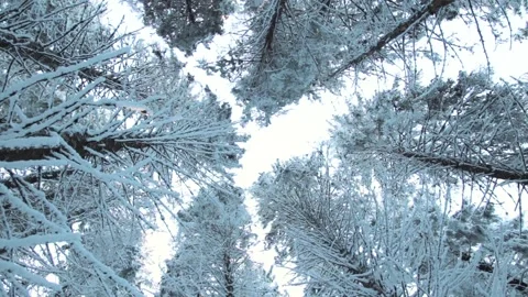 Spruce treetops covered with snow in winter forest Stock Footage 100987973