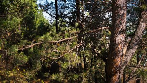 Spruce trunk with branches Stockfoto's