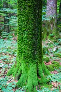 Spruce trunk Stock Photos