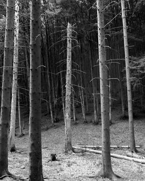 Spruce trunks in a coniferous forest in summer Stock-Fotos
