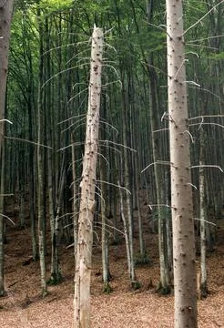 Spruce trunks in a coniferous forest in summer Stock Photos