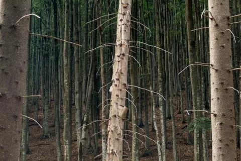 Spruce trunks in a coniferous forest in summer Foto stock