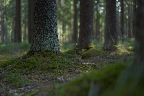 Spruce trunks in a green spring coniferous forest, covered with moss. Stock Photos