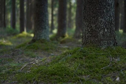 Spruce trunks in a green spring coniferous forest, covered with moss. Stock Photos