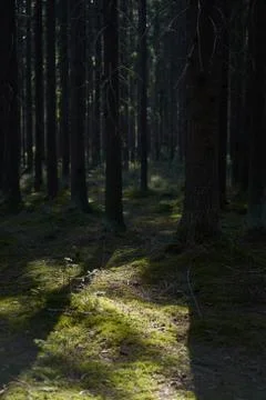 Spruce trunks in a green spring coniferous forest, covered with moss. Stock Photos