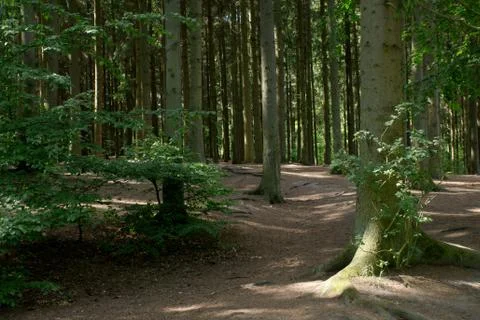 Spruce Trunks Stock Photos