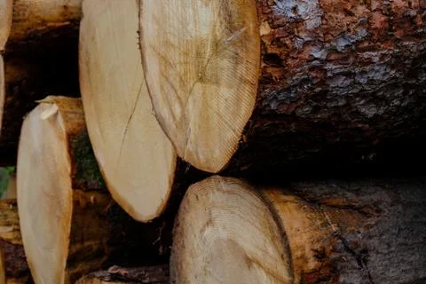 Spruce trunks Stock Photos