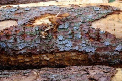 Spruce trunks Stock Photos