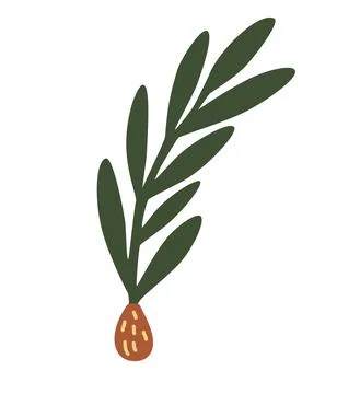 Spruce twig with a cone. Simple minimalistic green branch of a spruce with ne Stock Illustration