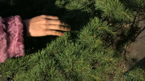 Spruce twig 库存影片 959398