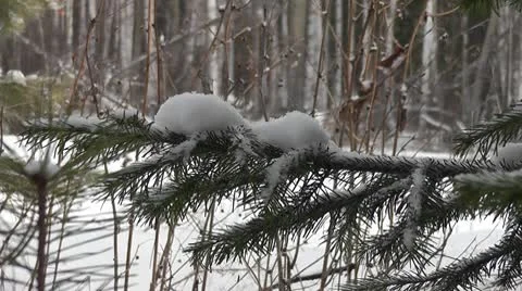 Spruce twig Stock Footage 8992213