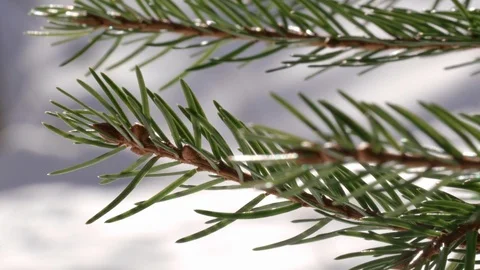 Spruce twig in gentle breeze with spring snow and sunlight Stockbeeldmateriaal 87525295