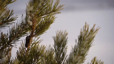 Spruce twig gently swaying in the wind Stock Footage 104389746