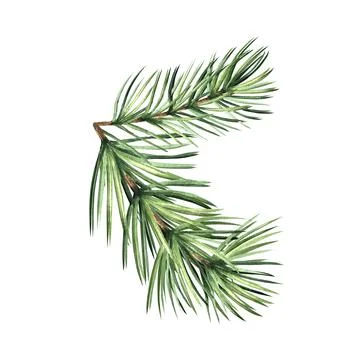 Spruce twig with green needles. Pine tree branch. Christmas traditional plants Stock Illustration