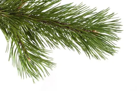 Spruce twig isolated Stock-Fotos