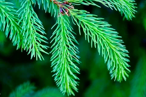 Spruce twig, macro Stock Photos