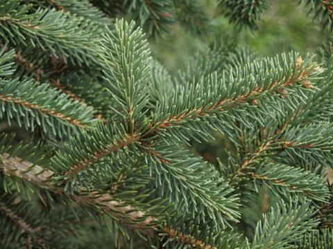 Spruce twig Stock Photos