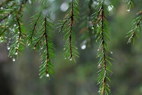 Spruce twig Foto stock