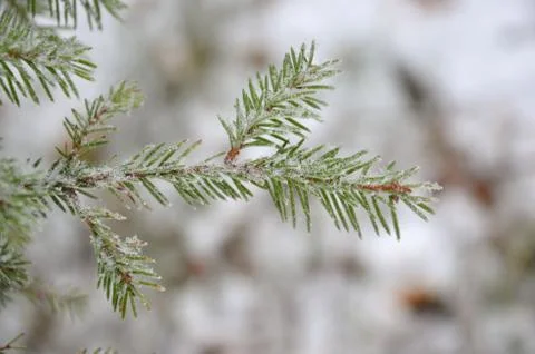 Spruce Twig Stock Photos