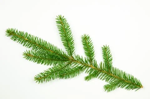Spruce twig at white Stock Photos