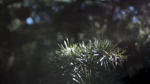 Spruce twig in the wind. Close-up of spruce needles in the sunlight. Stock Footage 297460657