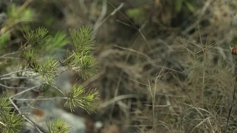 Spruce twigs are swaying in the wind. Stock Footage 76008505