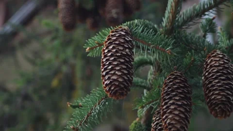 Spruce twigs bend under the weight of their own cones. Close-up of branches Stock Footage 315177602