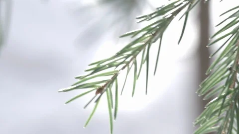 Spruce twigs in gentle breeze with spring snow and bright sunlight Stockbeeldmateriaal 87524696