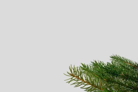Spruce twigs on grey background Stock Photos