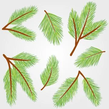Spruce twigs illustration Illustrazione stock