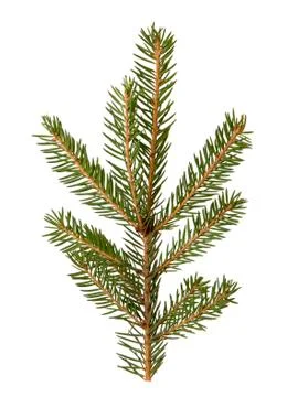 Spruce twigs Stock Photos