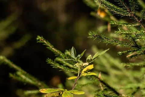 Spruce twigs Stock Photos