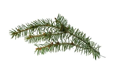 Spruce twigs Stock Photos