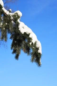 Spruce Under Snow Stock Photos