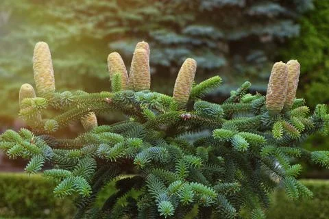 Spruce undersized with cones. Background of spruce with cones. 写真素材
