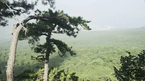 Spruce vegetation at a height in the mountains. Beautiful landscape. Coniferous  Stock Footage 220586687