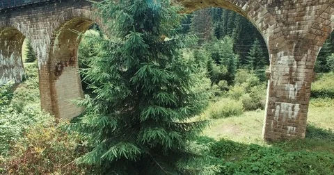 Spruce, which grows near the stone bridge. Video stock 77936094