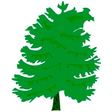 Spruce on white background Stock Illustration