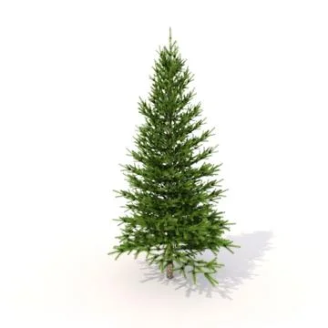 Spruce on white Stock-Illustration