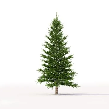 Spruce on white Stockillustratie
